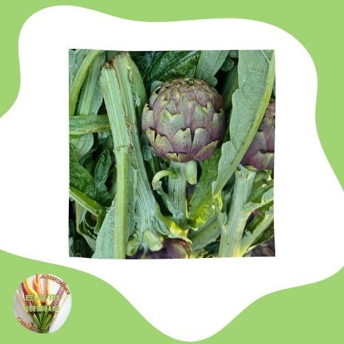 Producto - Alcauciles -1Unid - 2