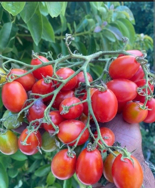 Producto - Semillas de tomate reverendo michael keyes