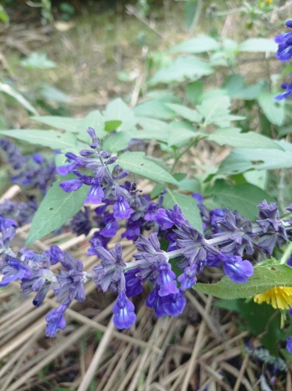 Producto - Salvia farinacea