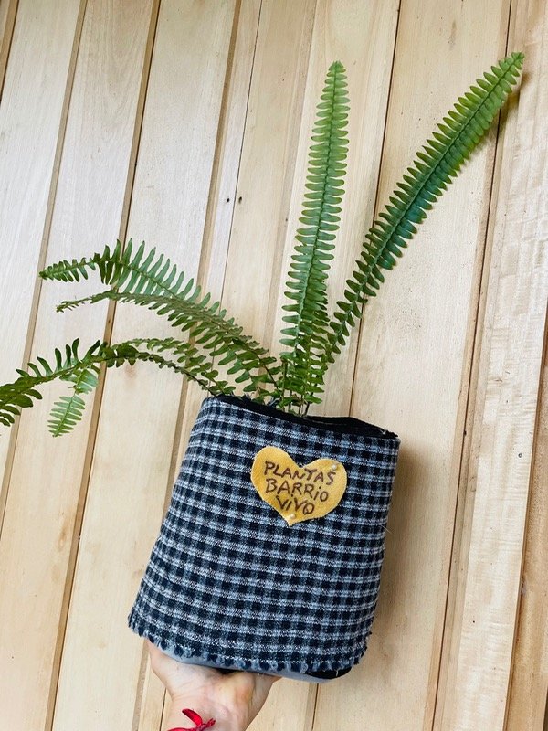 Producto - Helecho maceta blanco y negro, pizca de celeste