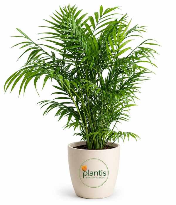Producto - Chamaedorea Elegans - Maceta 5 lt