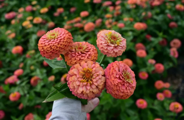 Producto - Zinnia Elegans Oklahoma Salmon - 1
