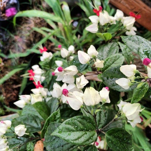 Producto - Clerodendrum - 3