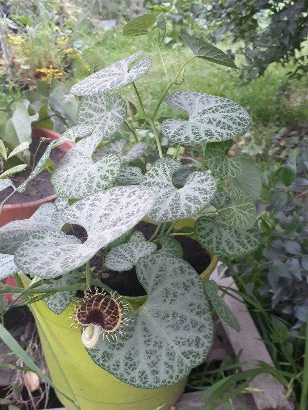 Producto - Aristolochia fimbriata - 2