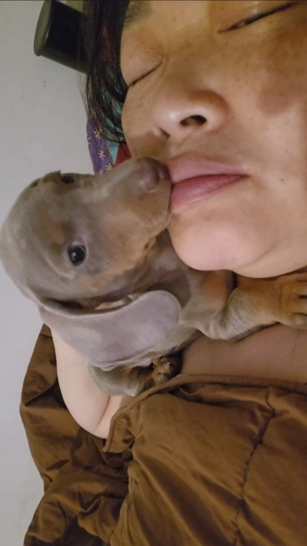Producto - 003 Silver puppy Kiss (6.08 min)