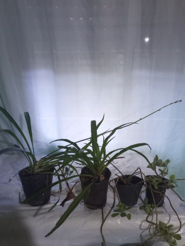 Producto - 2 cintas + 2 boldos paraguayos