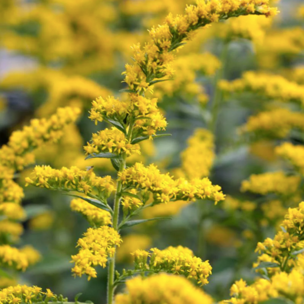 Producto - 30 Semillas Solidago rugosa "Fireworks"