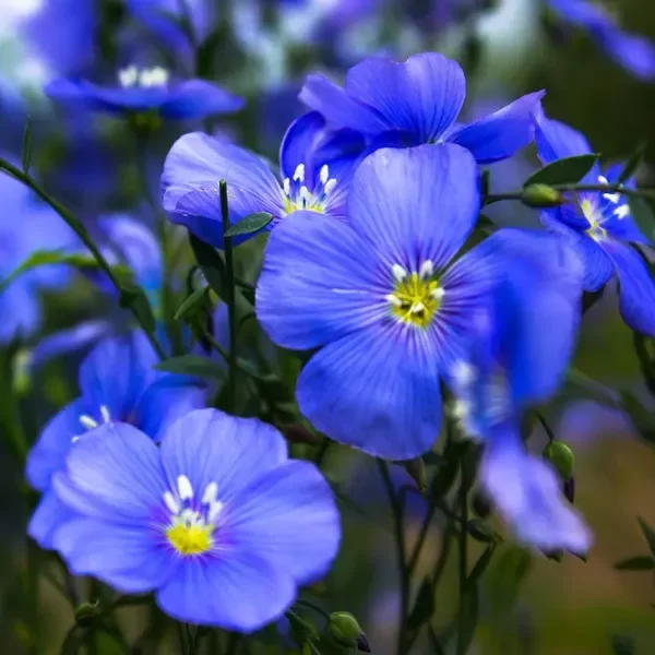 Producto - Semillas de Lino Azul