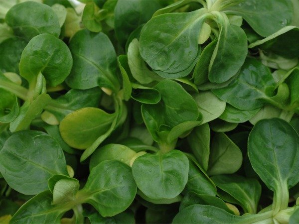 Producto - SEMILLAS DE CANONIGOS VALERIANELLA LOCUSTA