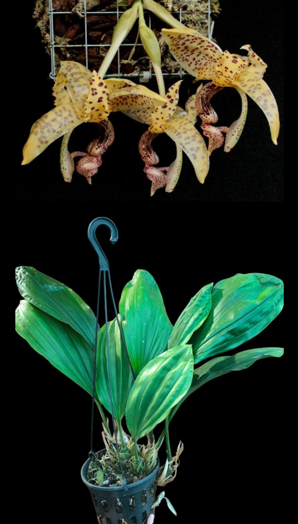 Producto - Stanhopea Guttulata