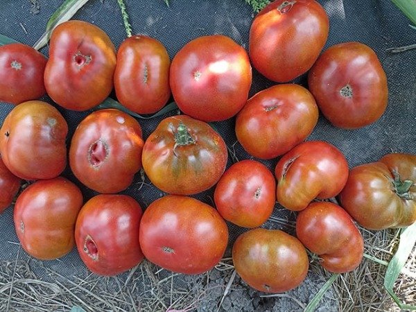 Producto - SEMILLAS DE TOMATE DWARF KING ARAMIS