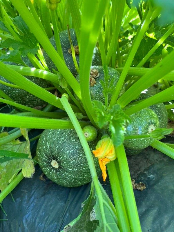 Producto - SEMILLAS DE ZUCCHINI REDONDO RONDE DE NICE