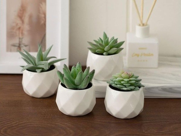 Producto - Maceta plastica con suculentas 256