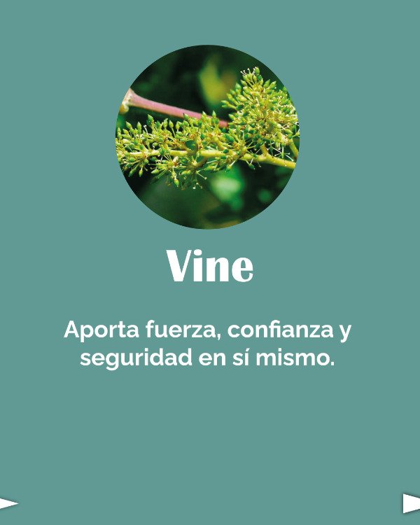 Miniatura de producto - 7