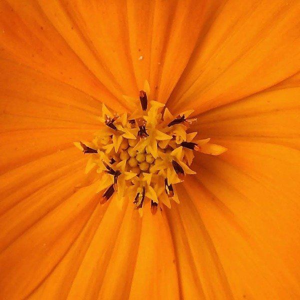 Producto - Cosmos sulphureus