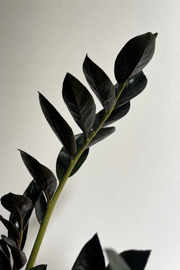 Producto - Zamioculca Black - 2