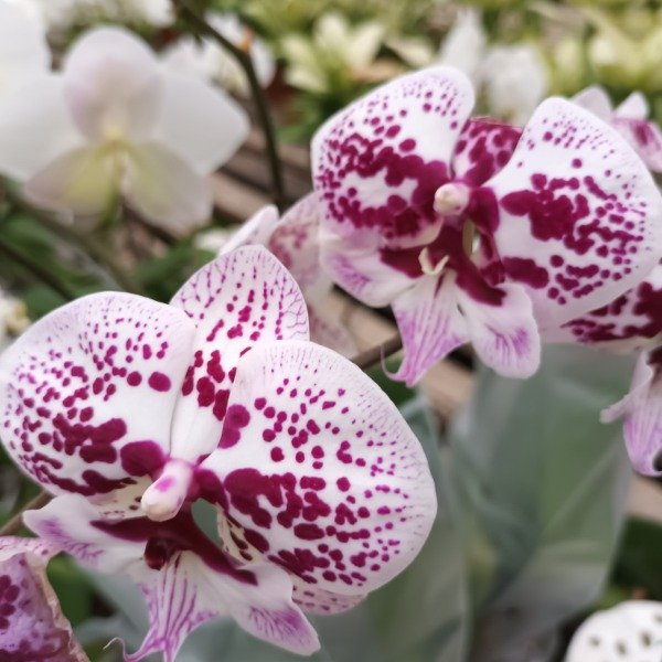 Producto - Phalaenopsis Orquídea - 3
