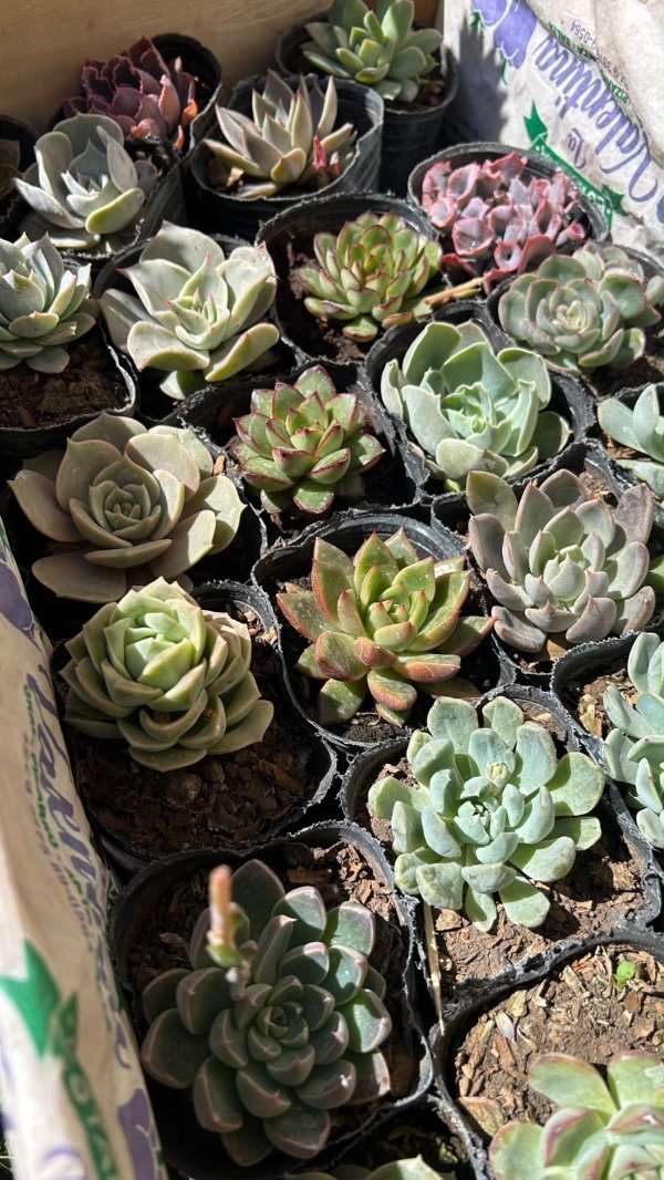 Producto - Suculenta por unidad