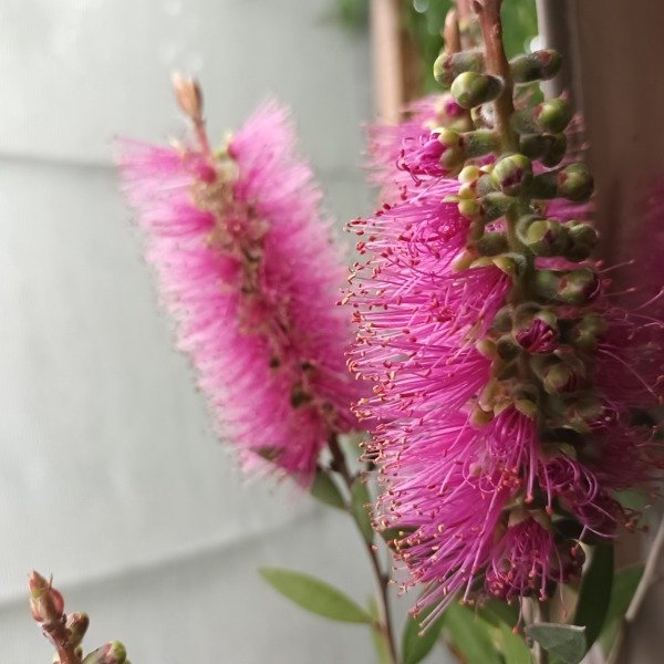 Producto - Limpiatubos Callistemon - 3