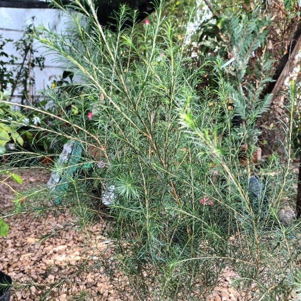 Producto - Melaleuca - 3