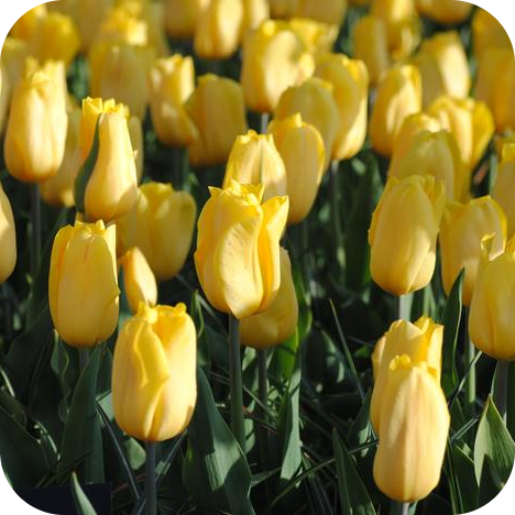 Producto - Strong Gold - Pack x 10 bulbos