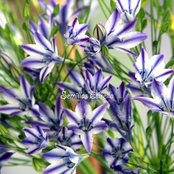 Producto - Bulbos de Brodiaea Rudy / Triteleia (Pack x 5 bulbos)