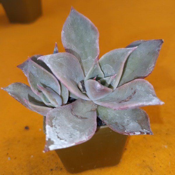 Producto - Echeveria Fantasma ó Echeveria lilacina