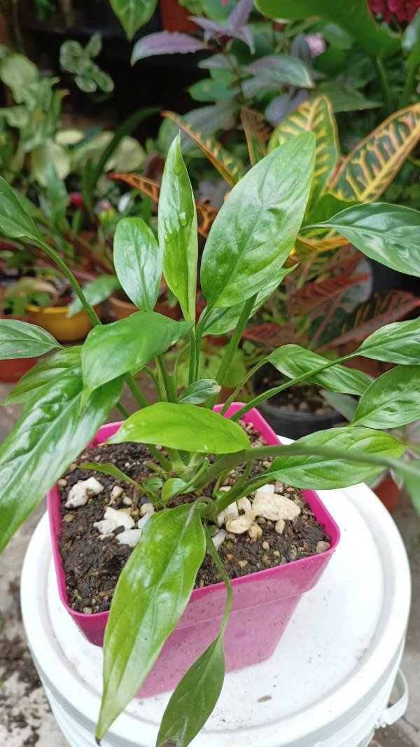 Producto - Spathiphyllum (Cuna de Moisés)