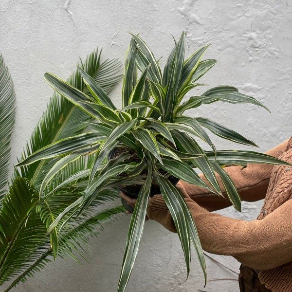 Producto - Dracaena Warnecki 5lts