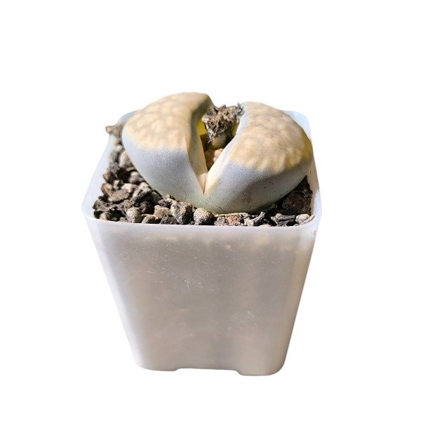 Producto - Lithops bromfieldii