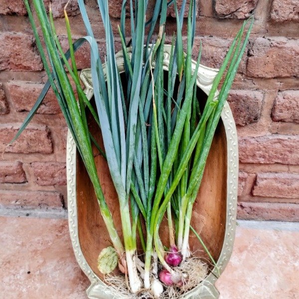 Producto - Vegetales Agroecológicos Seleccionados 2