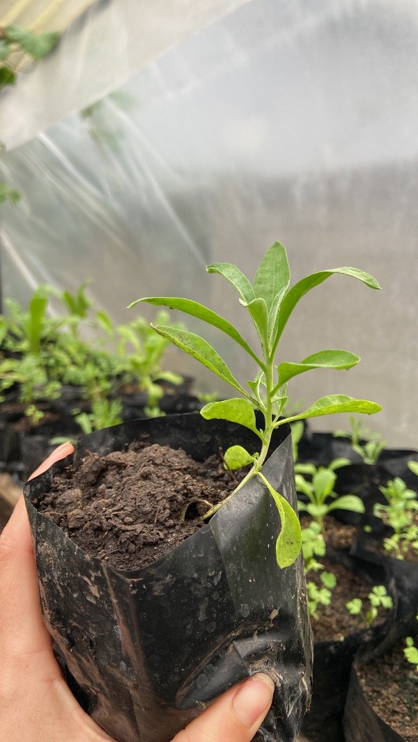 Producto - Plantin Agroecologico de aleli