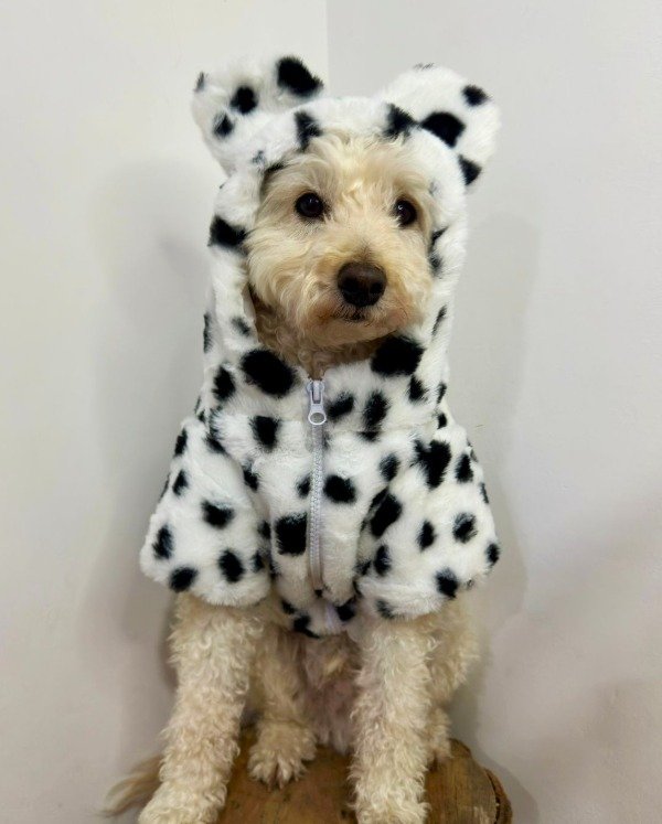 Producto - Campera con orejitas
