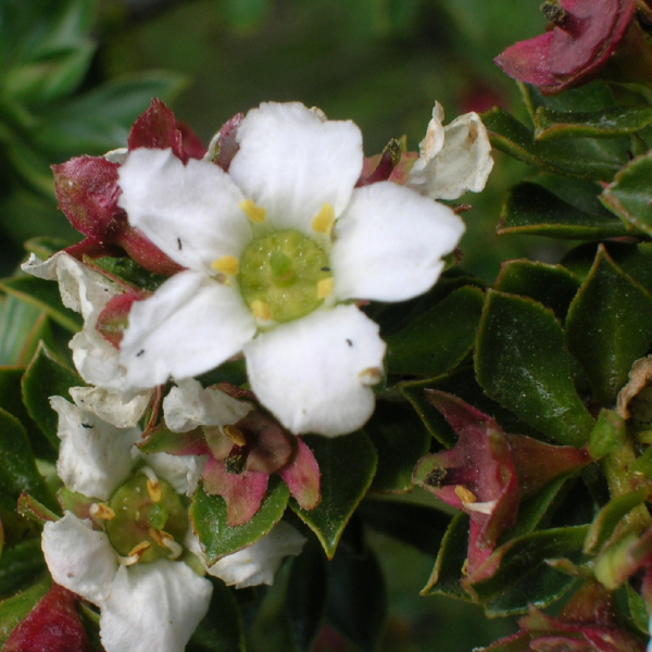 Producto - Escallonia virgata (Chapel)