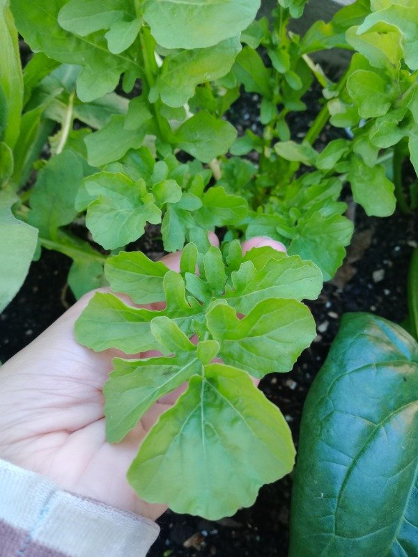 Producto - Semillas de Rucula - 3