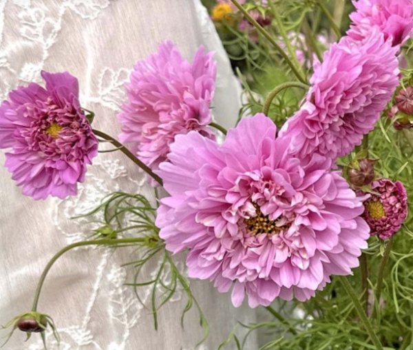 Producto - Cosmos bipinnatus Double Dutch Rose - 2