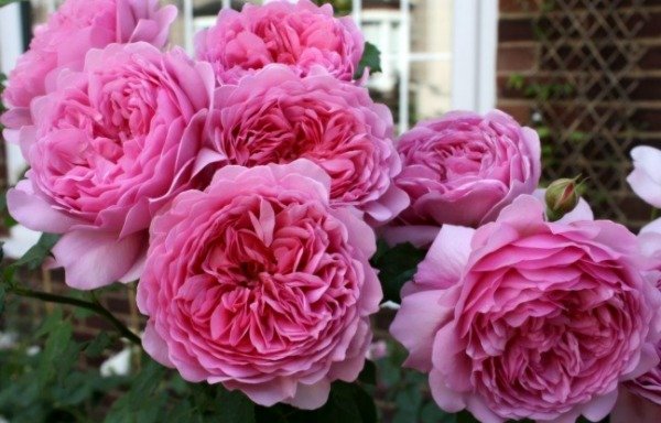 Producto - Princess Alexandra Of Kent