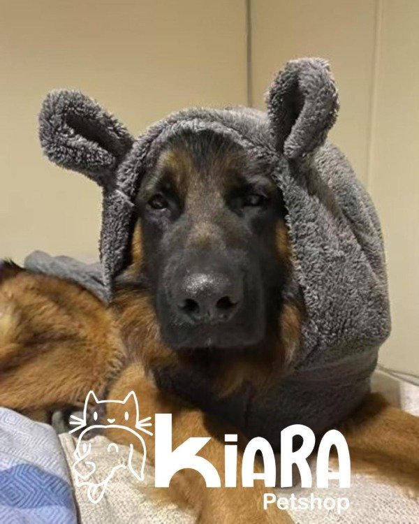 Producto - Corderito Orejitas para Perros Gigantes