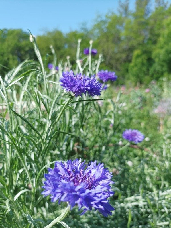 Producto - CENTAUREA CYANUS
