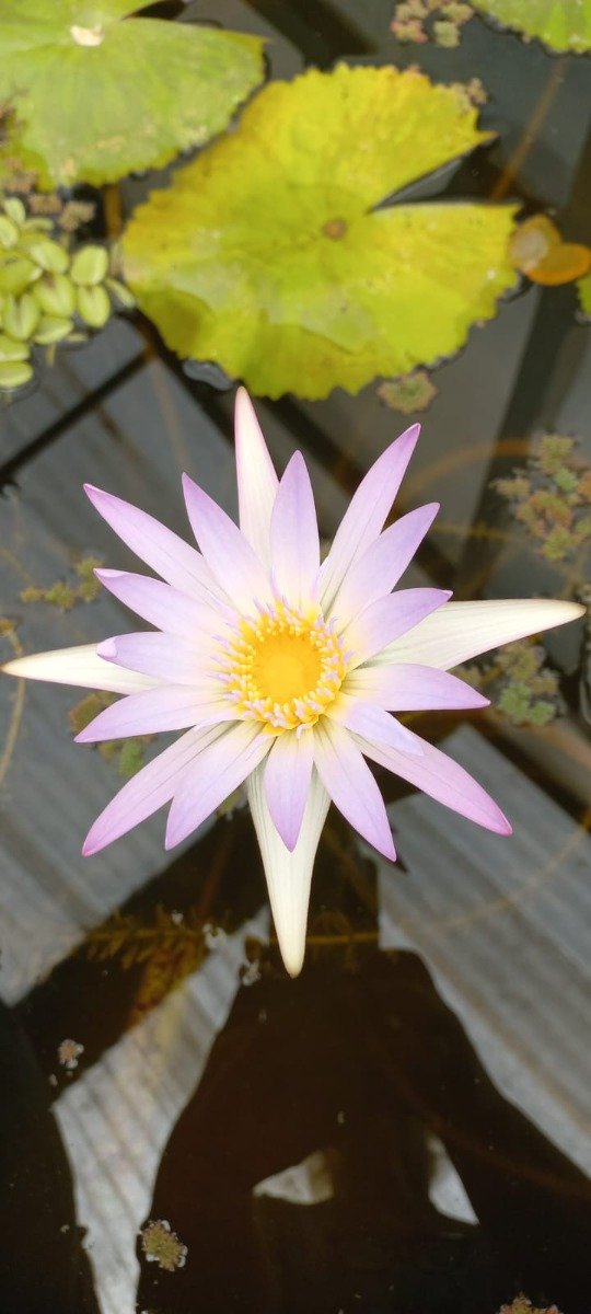 Producto - Nymphaea MUNNAR (mediana)
