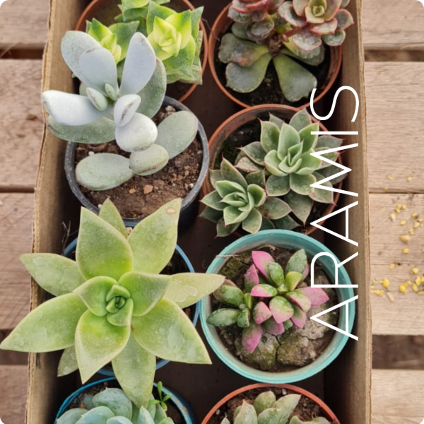 Producto - Colección Suculentas x10 M6 - 3
