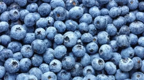 Producto - Arándanos agroecológicos x kg SUJETO A DISPONIBILIDAD