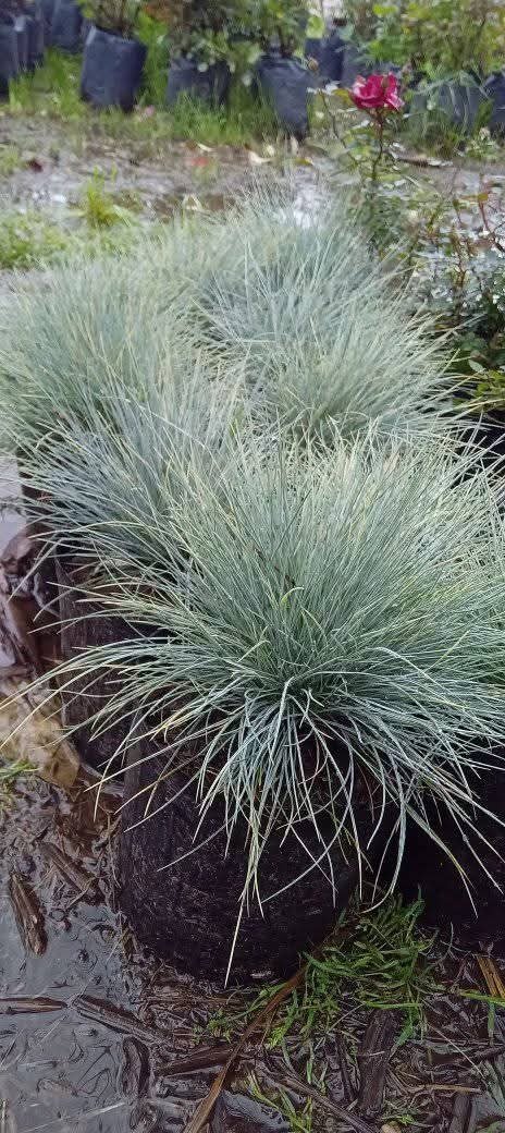 Producto - Festuca Glauca