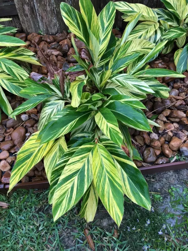 Producto - Alpinia variegada