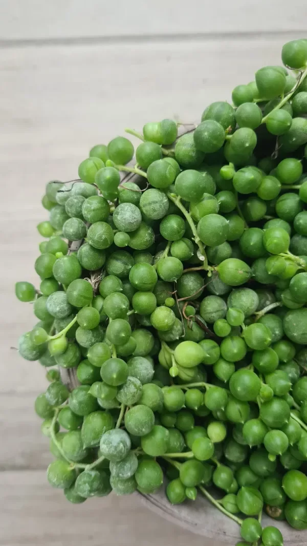 Producto - Rosario suculentas