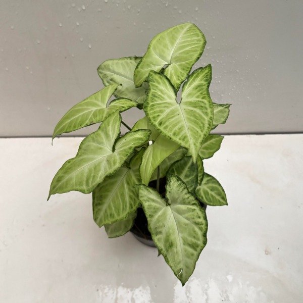 Producto - Singonio Podophyllum