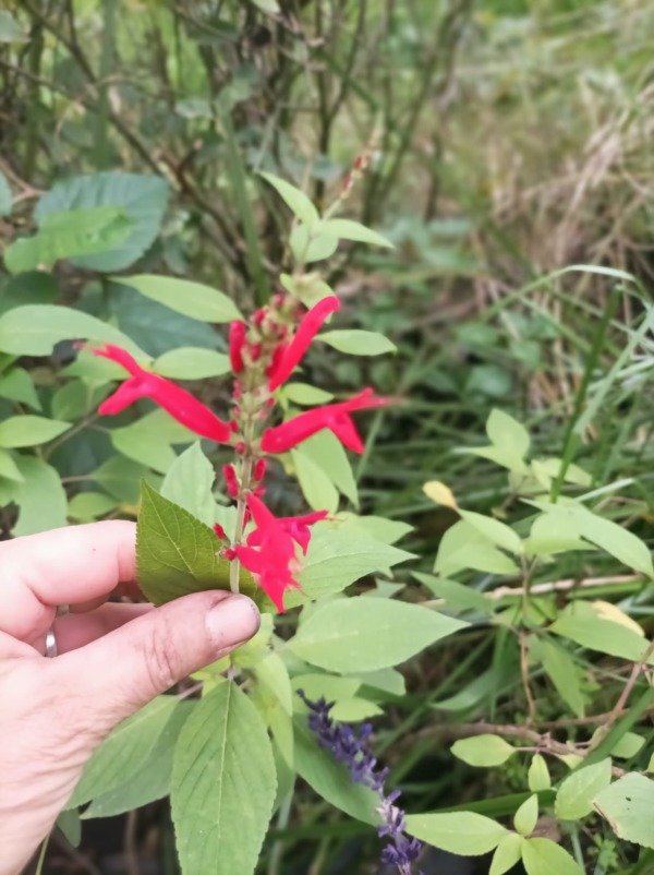 Producto - Salvia ananá