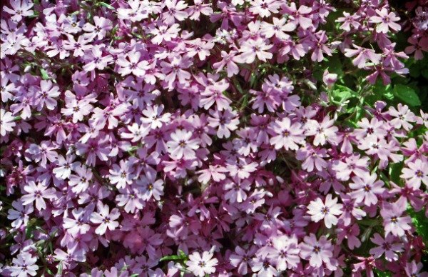 Imagen de producto - 3