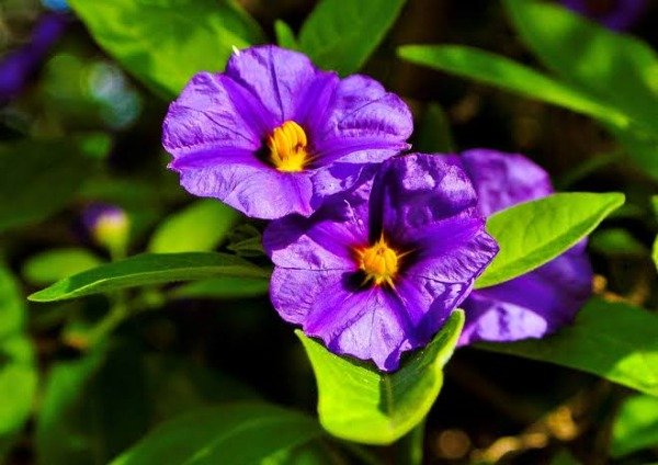 Producto - Planta Botón azul - 0