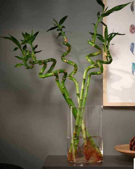 Producto - Lucky Bamboo / Bamboo de la Suerte
